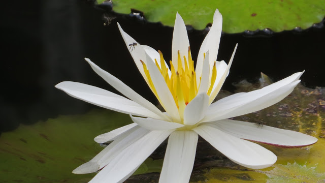 Lifestyle Enthusiast - The Damai, Lovina, Bali - Large Lotus Flower